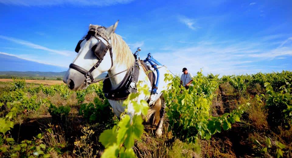 Terroir Faugères Sylva Plana 3 Cave Saint Jacques