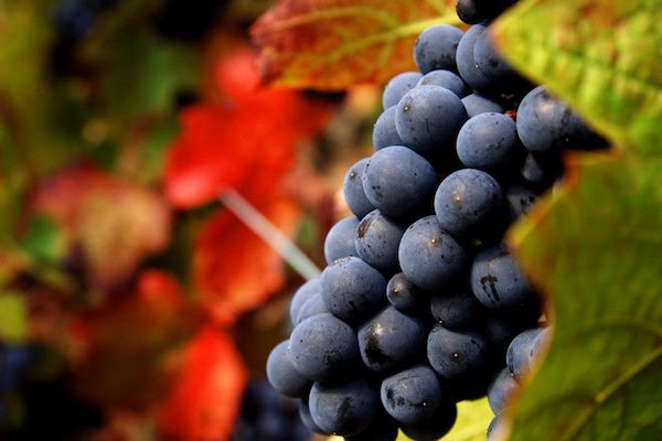 Eaux de vie de raisin