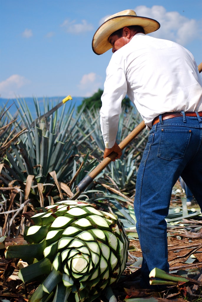 Tequila et Mezcal