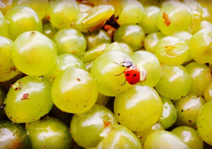 Raisin Bio Cave Saint Jacques